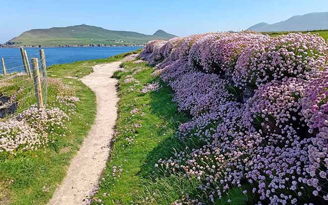 Ierland | Wandelvakantie Dingle Way | Het smaragdgroene schiereiland | 8 dagen