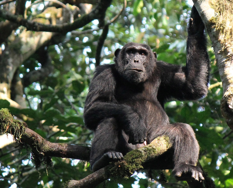 Oeganda | Gorilla Trekking Rwenzoriberg Hiking tour | 12 dagen