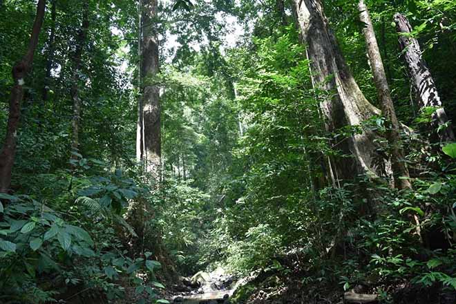 Laos | Jungle Trekking | 3 dagen