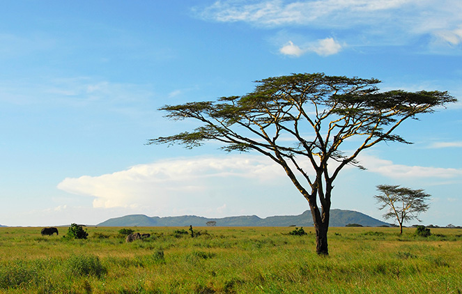 Kenia | Tanzania | Zanzibar | Rondreizen | kamperen | 21 dagen