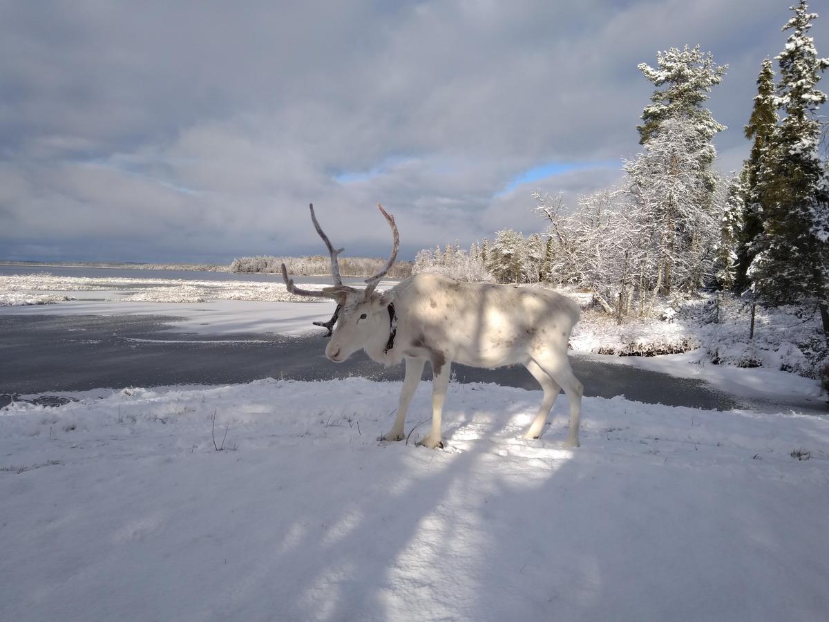 Finland | Groepsreis | Winteravontuur Fins Lapland | 8 dagen